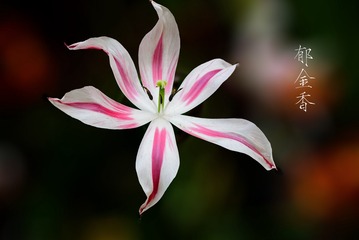 DSC_4531-1-1