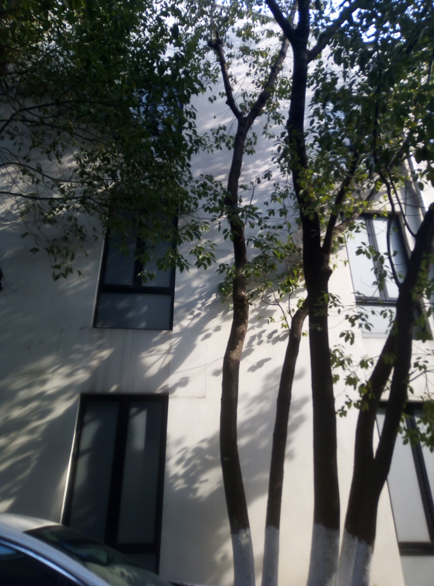 风中摇曳树影婆娑墙壁斑驳