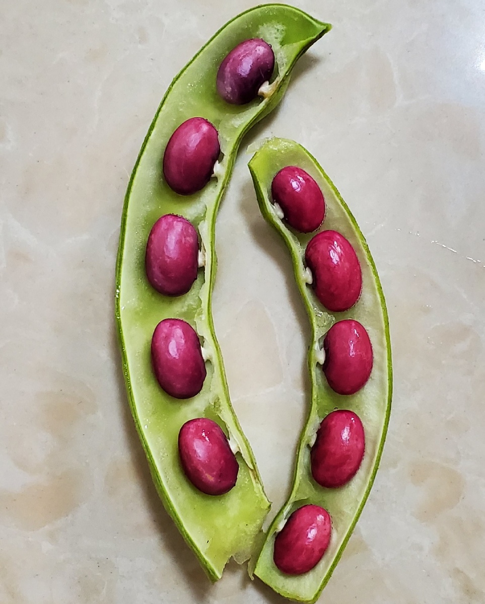 大马掌豆角豆
