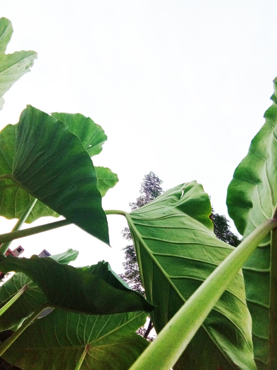 绿了芋叶