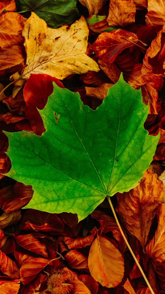 秋天树叶染作金黄色落叶下起金红雨树下铺起金红毯树上枝干疏落远处天