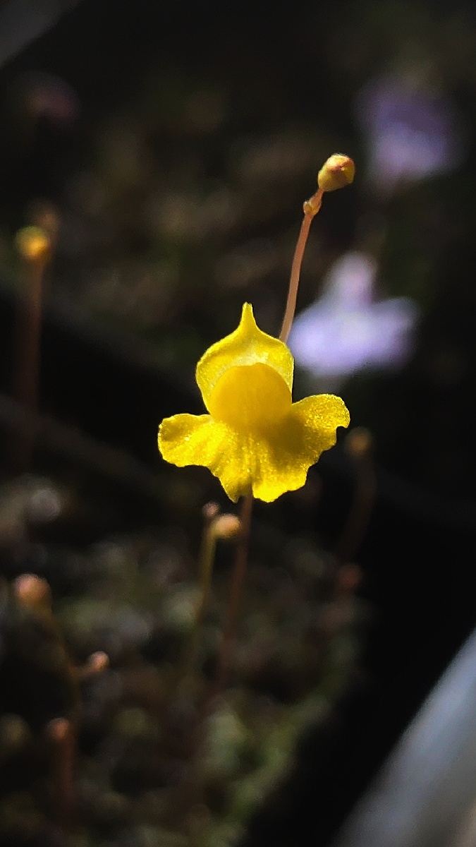 尖叶狸藻的第一朵小花