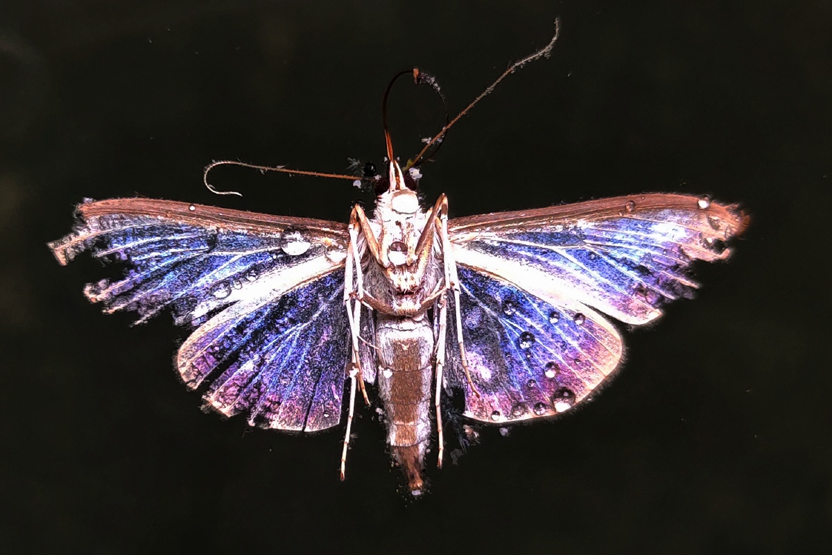 落入水中的残蛾翅膀的粉在光的照射下还挺漂亮的