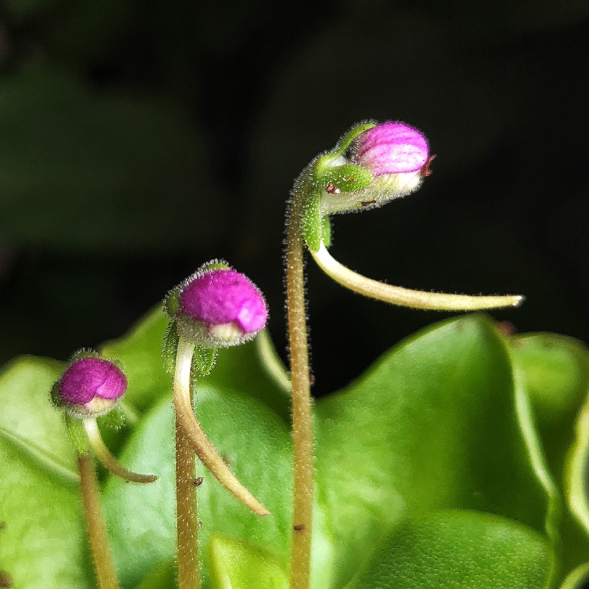一株植物三支花