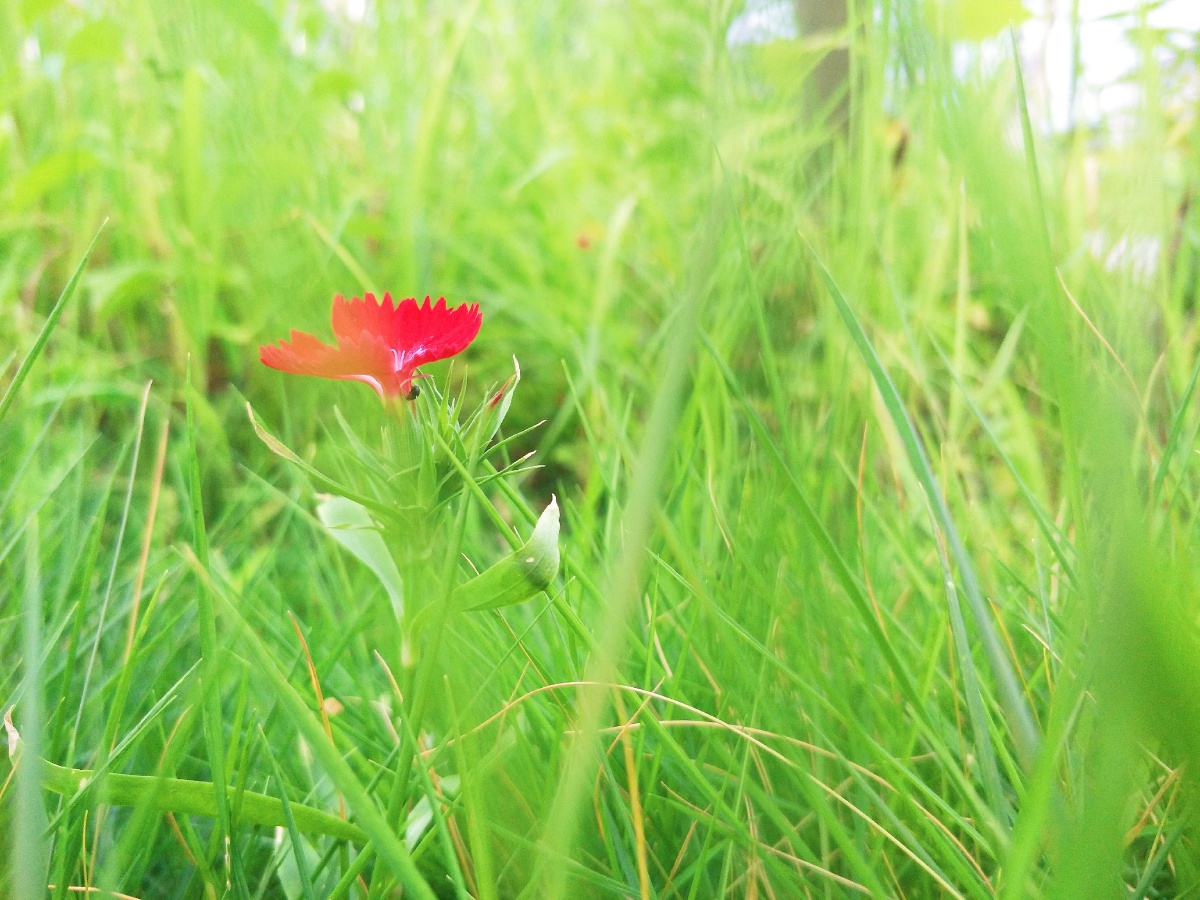 万绿丛中一点红