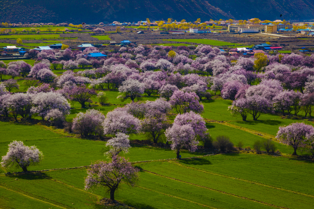林芝桃花沟 - 摄影付志勇 - 图虫