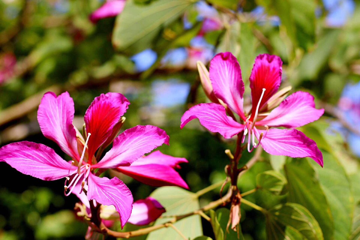 深圳街边的紫荆花