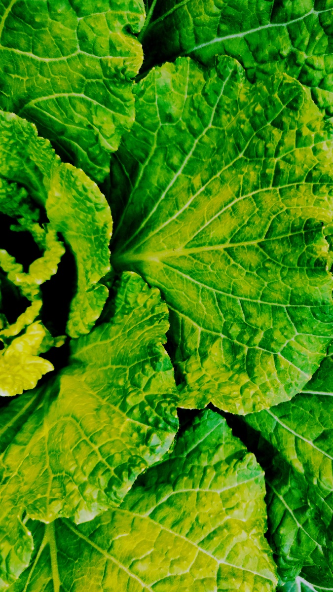 蔬菜不仅给萧瑟的冬天以一抹温暖的绿意,还能在春节大鱼大肉时给人们