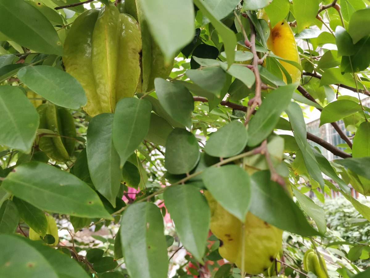 小区里的杨桃树又丰收了