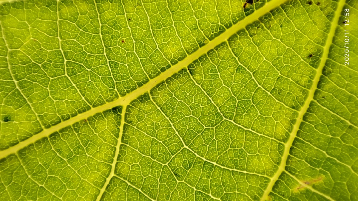 发现微观世界的美