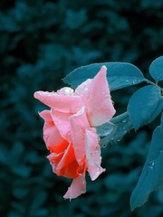6782AE4B-D41B-495B-BB2A-AEBC2304DF1F/L0/001