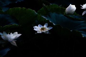 6D02C4ED-4279-4DBA-9E12-58E619497766/L0/001