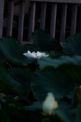 55DF0E69-C326-4AF6-A4A4-25698EF8E8FF/L0/001