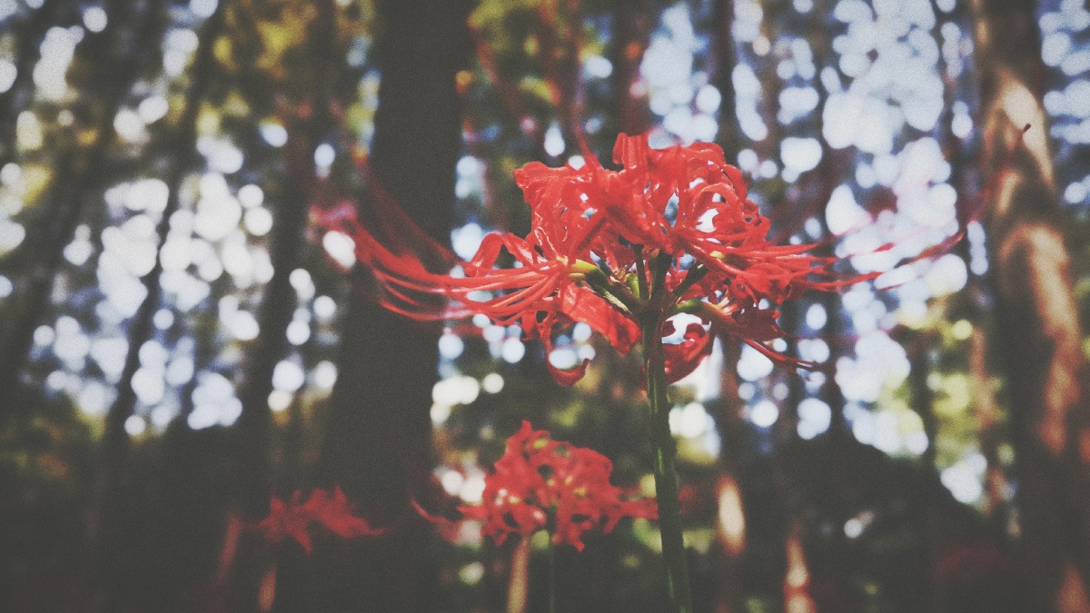 开在地狱边缘的彼岸花