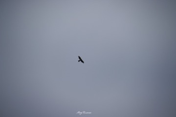 CD116AB4-4DD7-4637-A733-81AE522B3934/L0/001