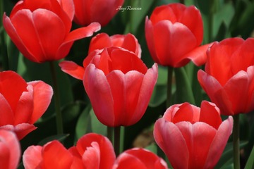 AE60D3A5-D90C-4AE9-869A-71A8B4B17383/L0/001