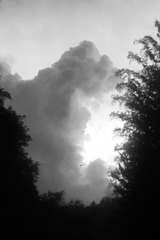 1000012731
