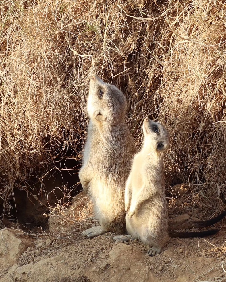 杭州野生动物园抓拍 - 肥狼爱吃肉