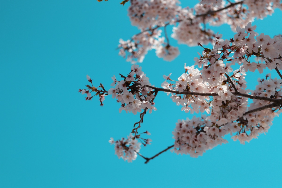 枝桠上的小花花