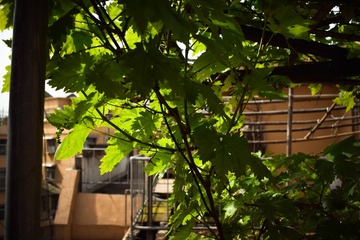 DSC_3658-3