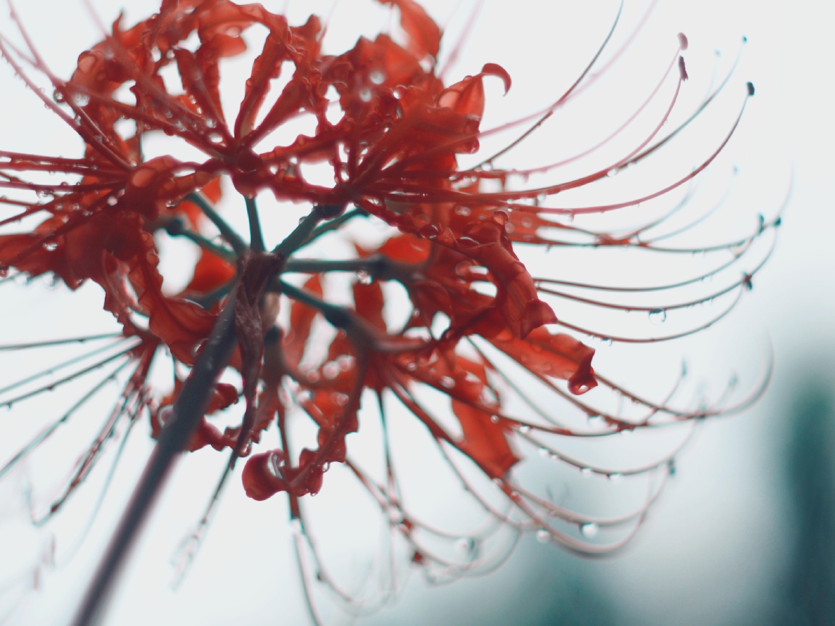 雨后彼岸花