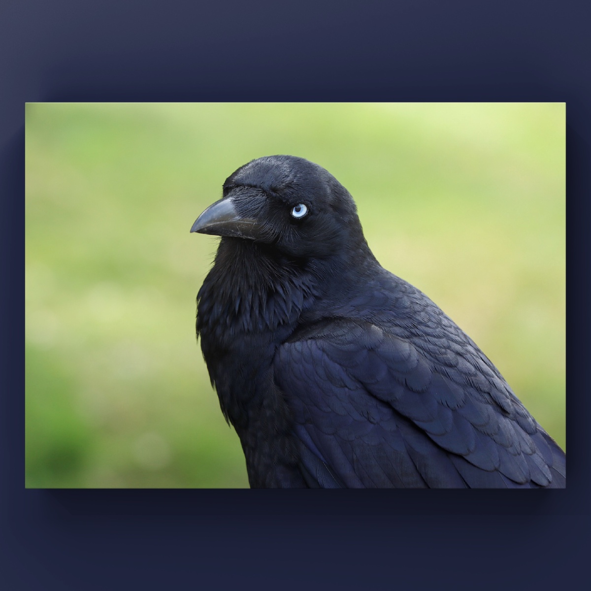 近距离观看澳洲渡鸦