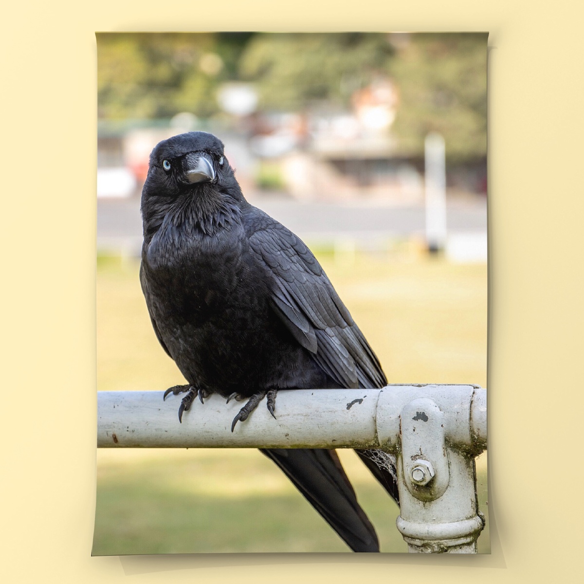 近距离观看澳洲渡鸦