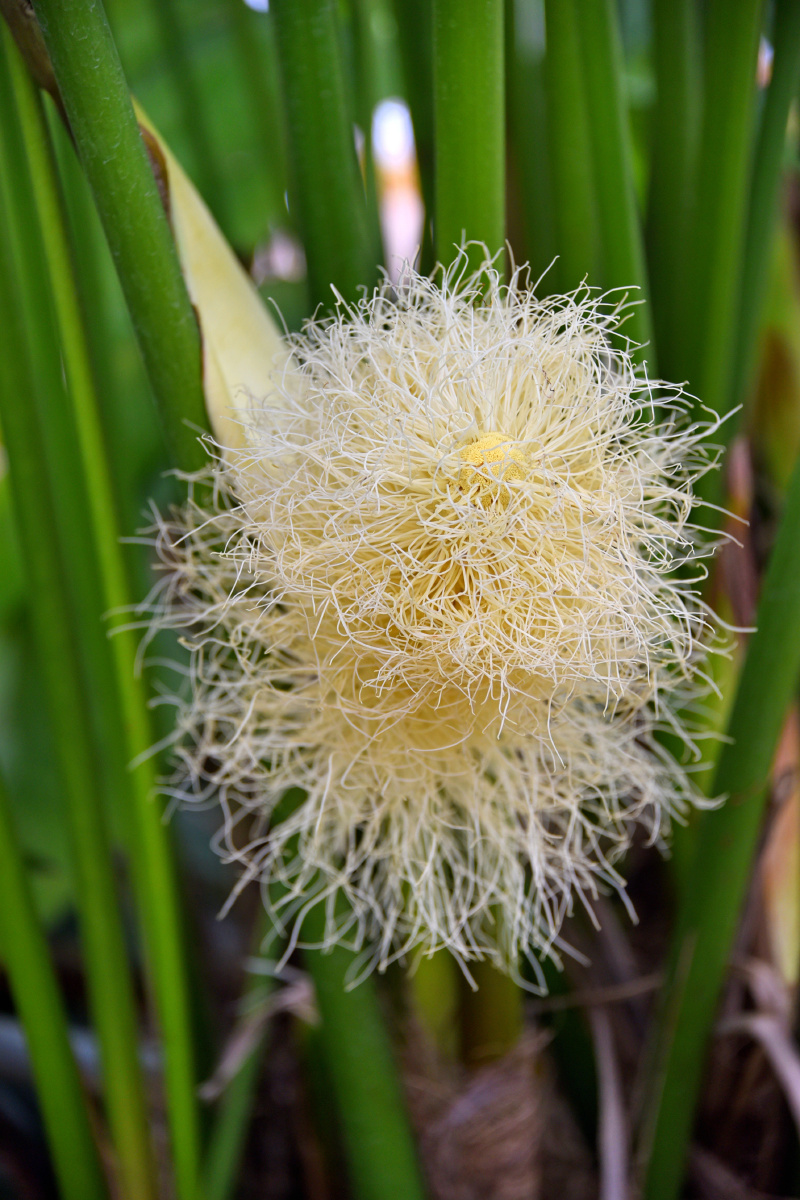 厦门市万石植物园厦门园林植物园蒲葵蒲葵花