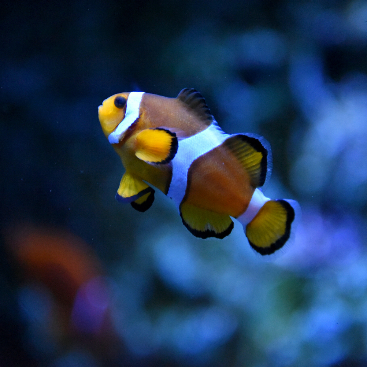 大连老虎滩海洋公园小丑鱼