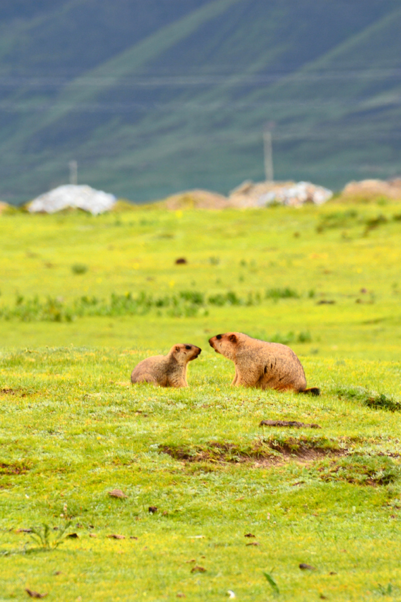 四川省甘孜州塔公草原土拨鼠
