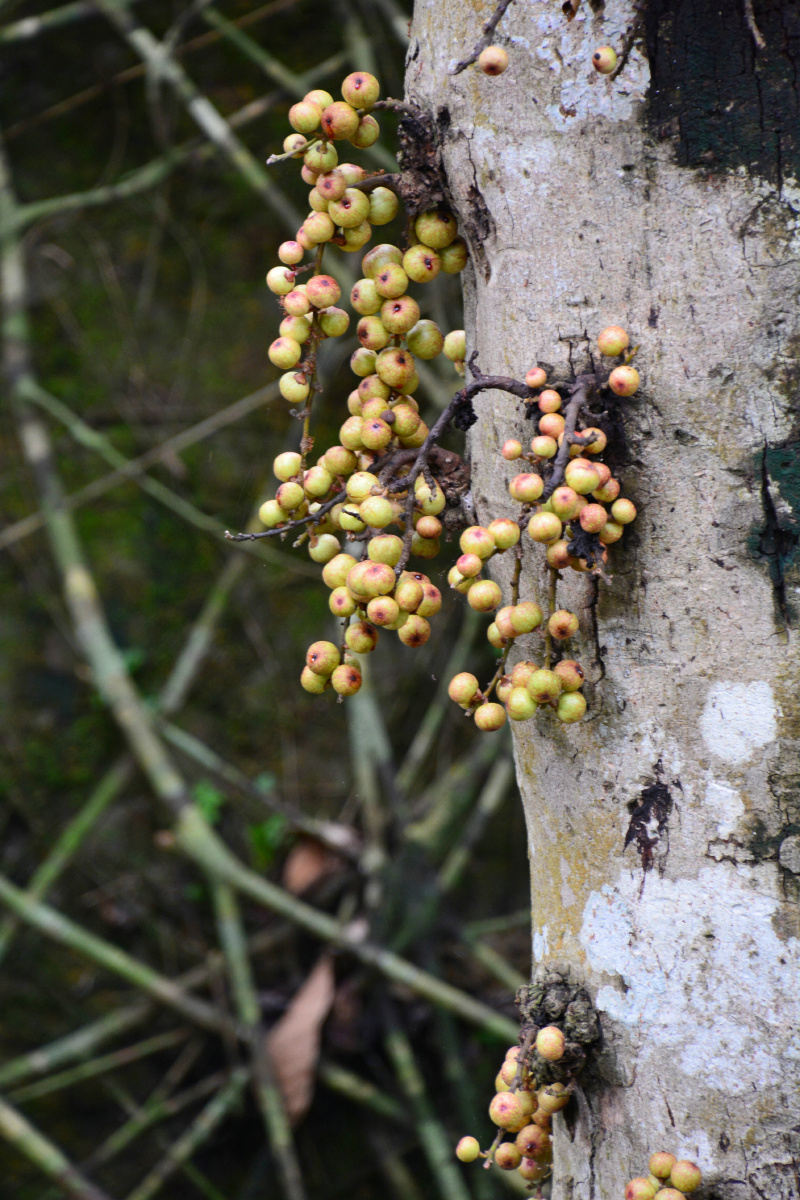 柬埔寨暹粒 龙宫果树 龙宫果 - 请收起小桌板 - 图虫