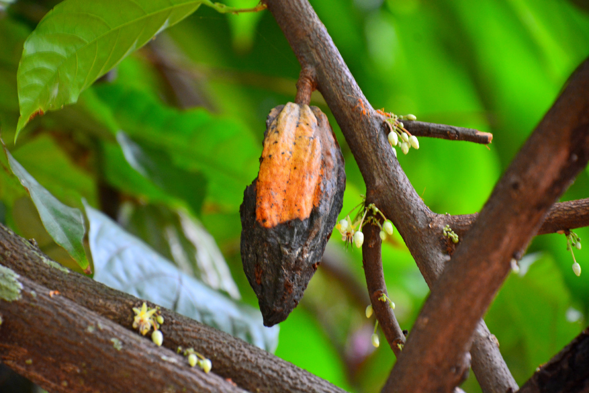 斯里兰卡可可可可花