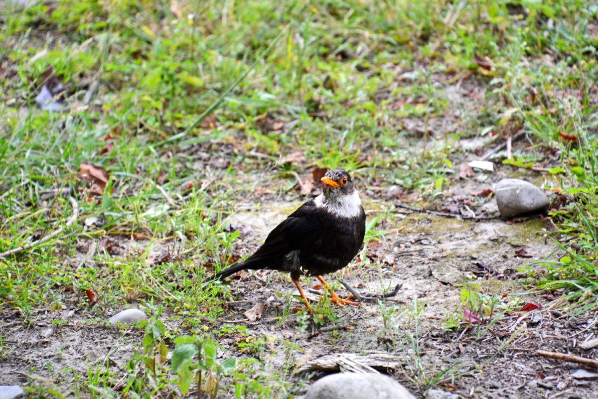 中国西藏自治区林芝市白颈鸫
