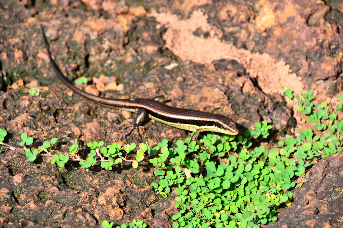 蜥蜴石龙子四脚蛇