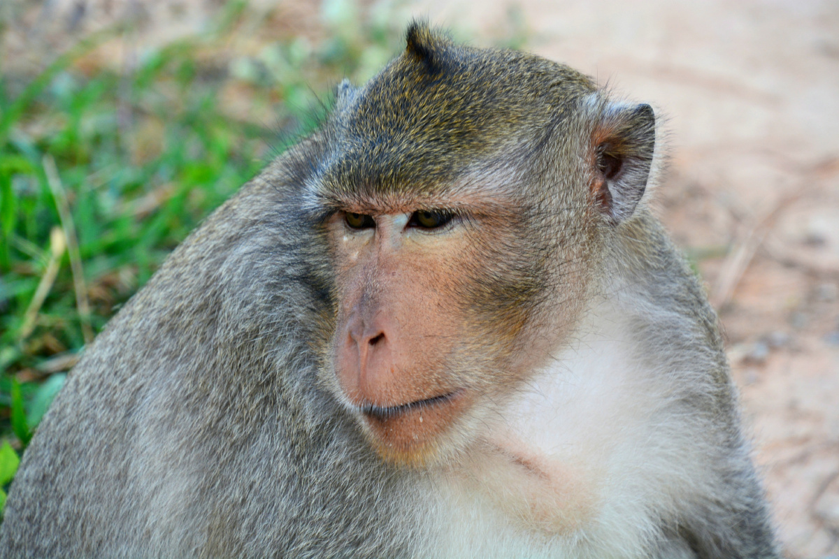 柬埔寨暹粒小吴哥窟长尾猕猴恒河猴
