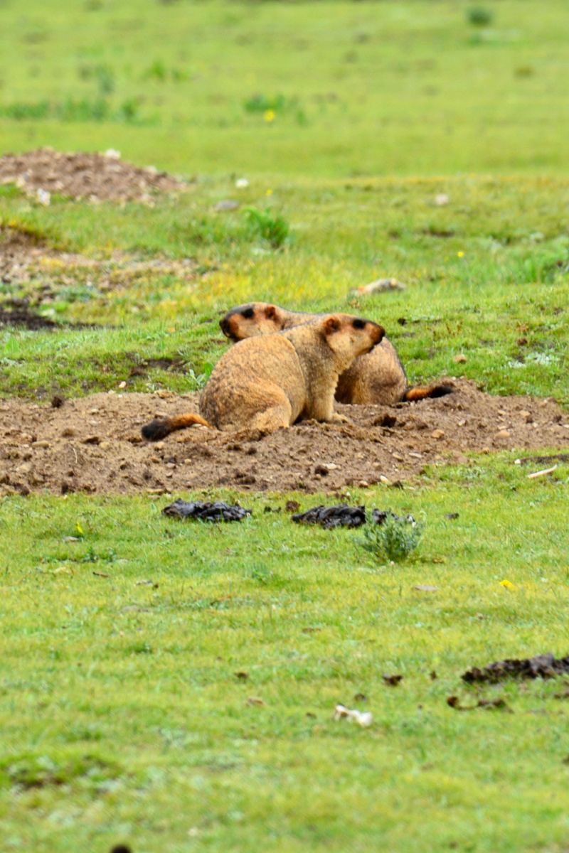 四川省甘孜州塔公草原吐蕃鼠