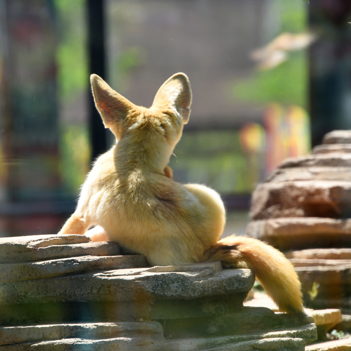 厦门市灵玲动物王国耳廓狐