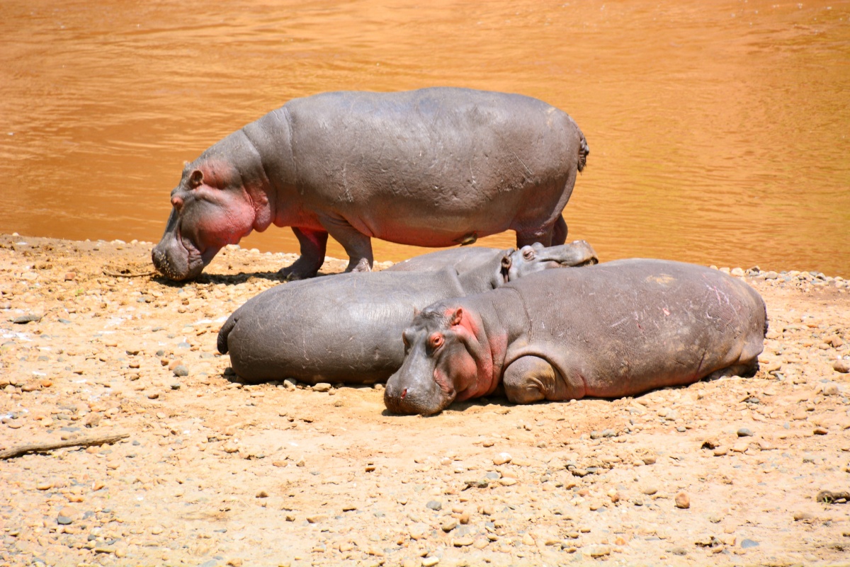 马拉河河滩上晒太阳的河马