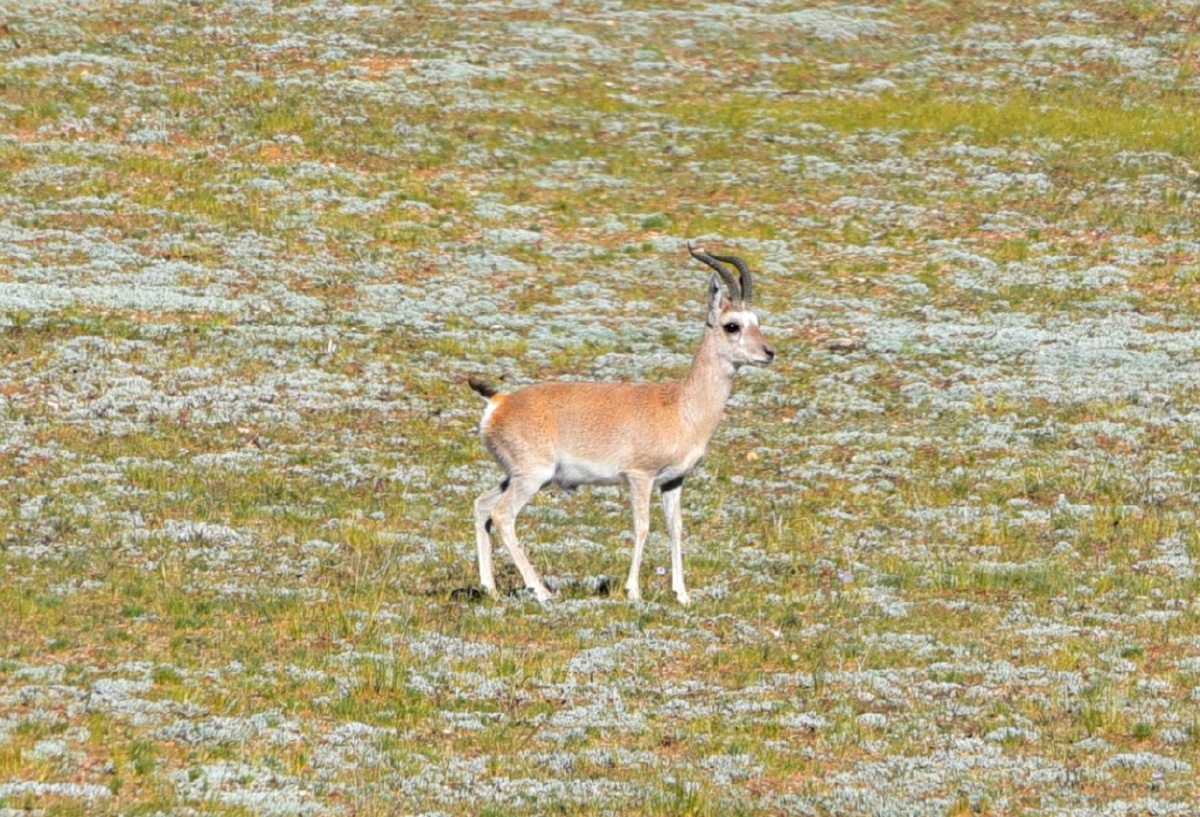 中国西藏可可西里藏黄羊