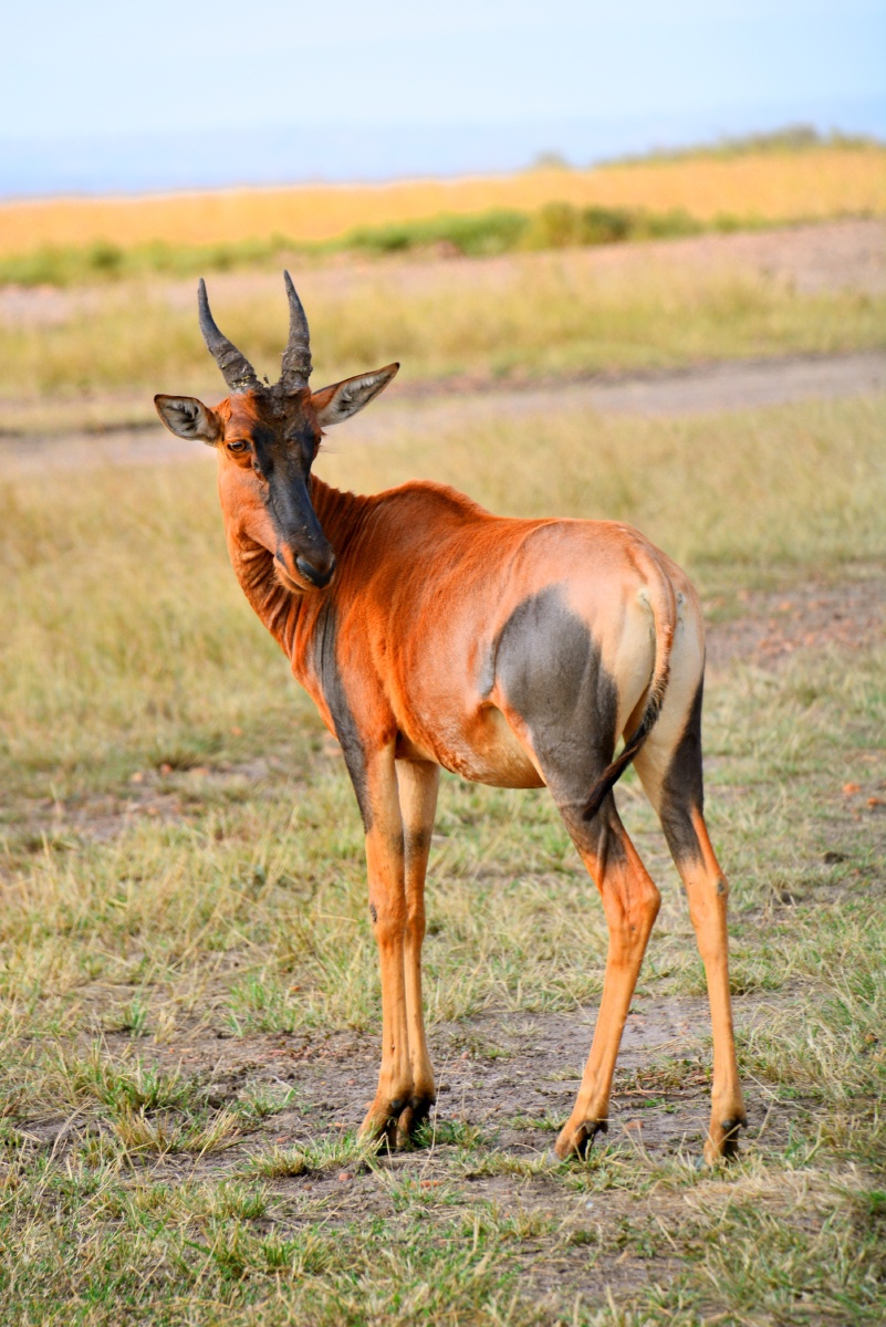 马赛马拉草原上的黑面狷羚
