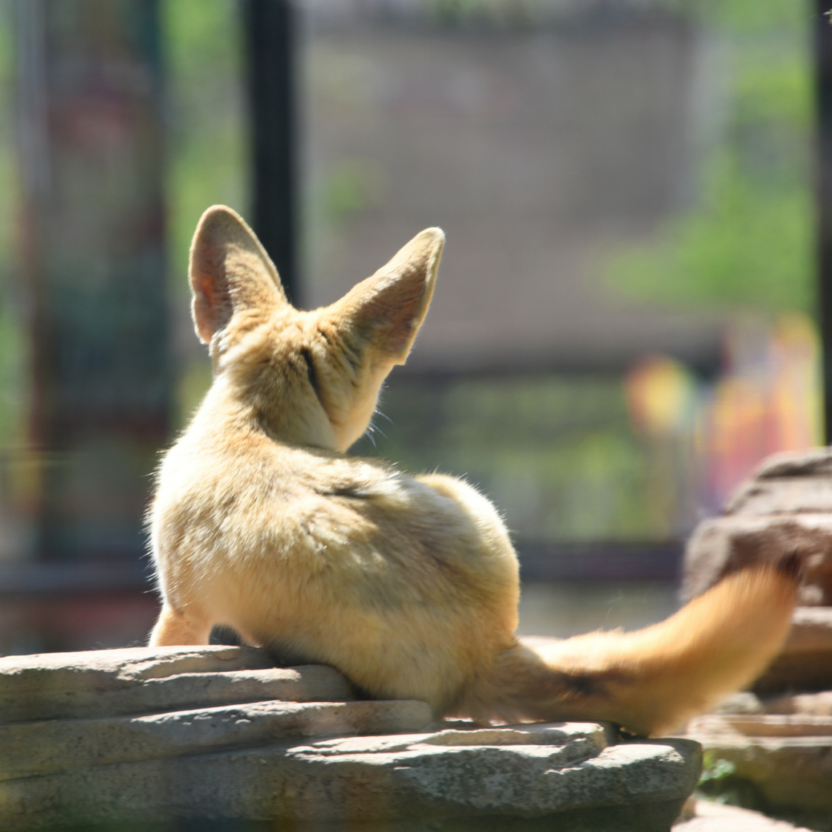 厦门市灵玲动物王国耳廓狐