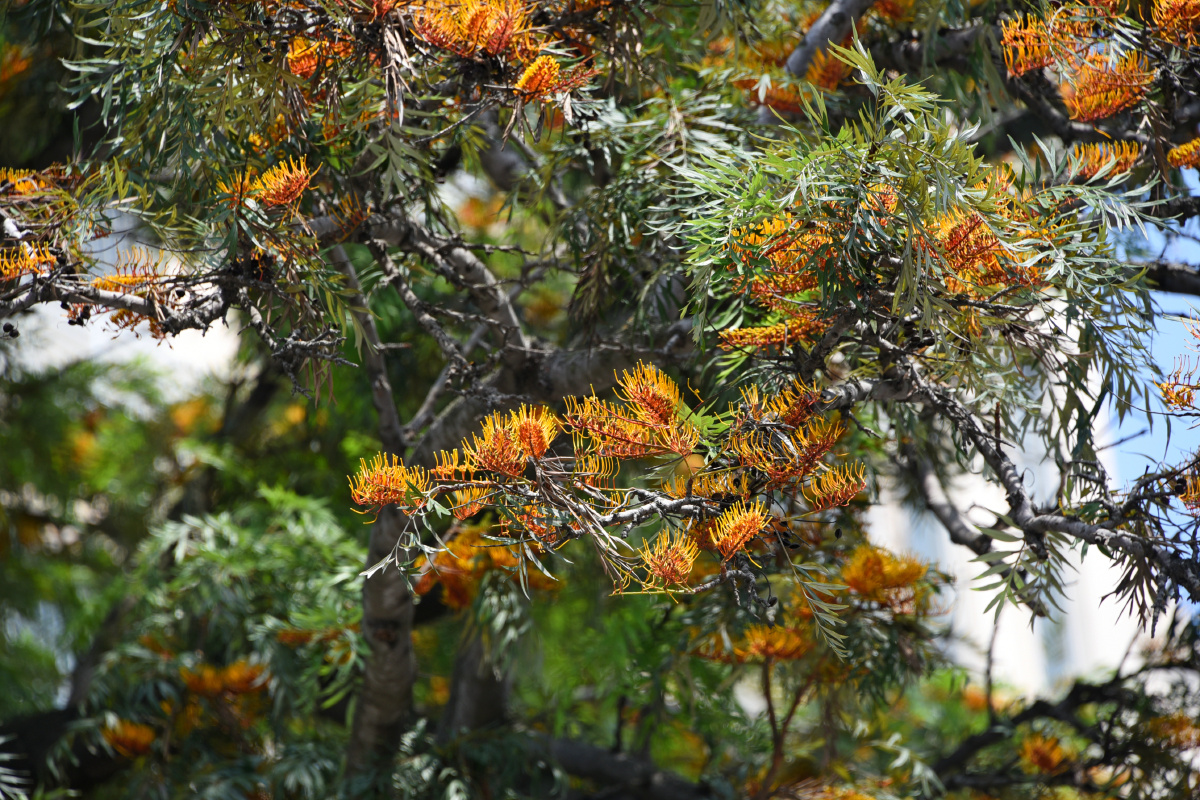 厦门市银桦树花
