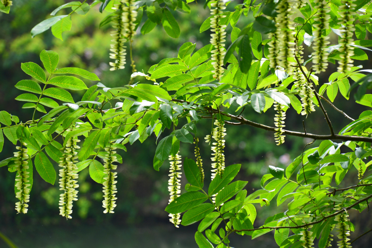 浙江省杭州市西溪湿地枫杨花