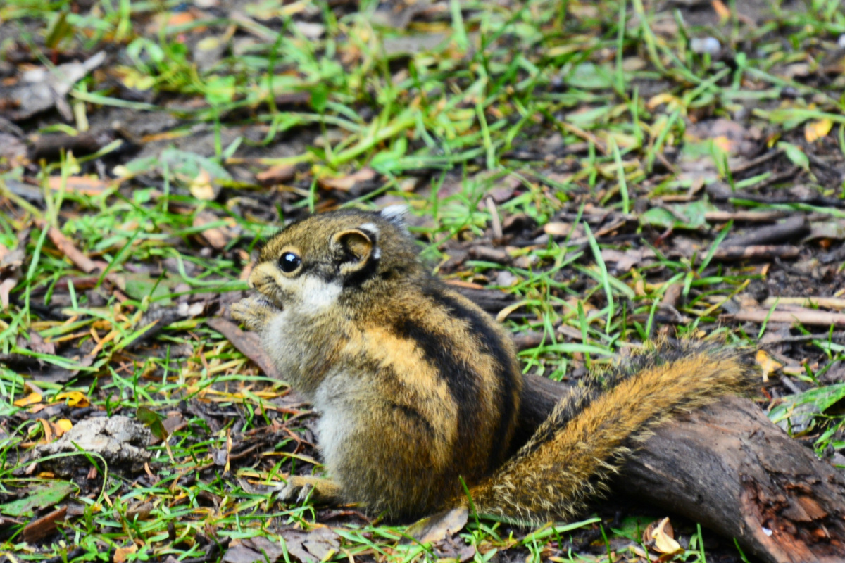 四川省甘孜州亚丁风景区松鼠