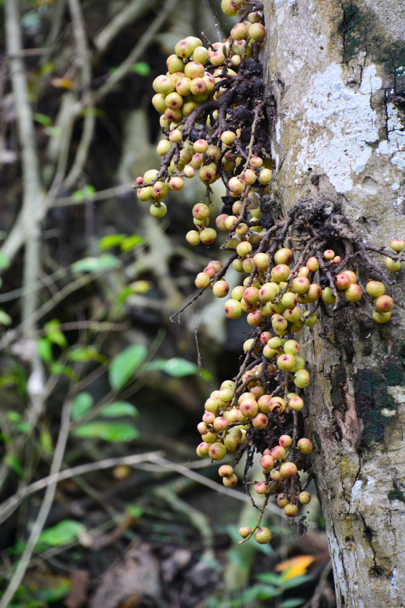 柬埔寨暹粒 龙宫果树 龙宫果 - 请收起小桌板 - 图虫