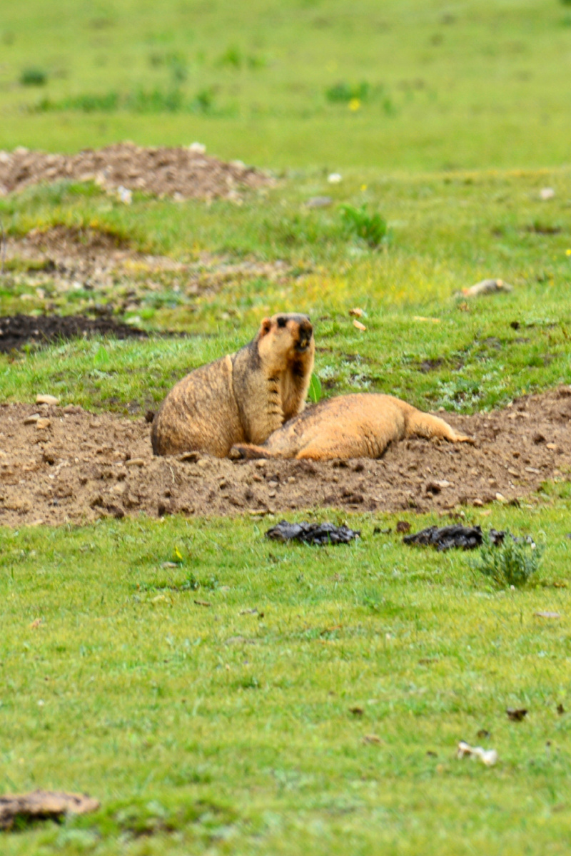 四川省甘孜州塔公草原吐蕃鼠