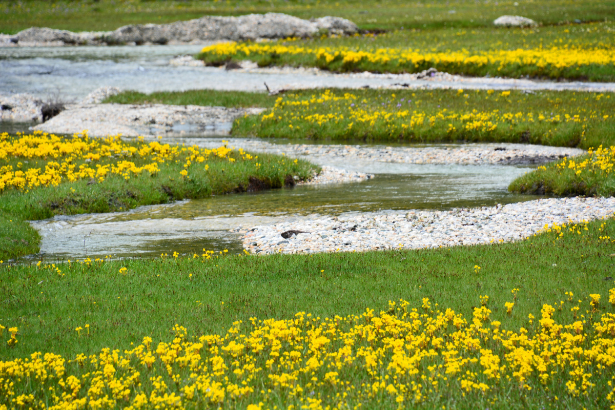 四川省甘孜州亚丁风景区草地美丽的鲜花溪流