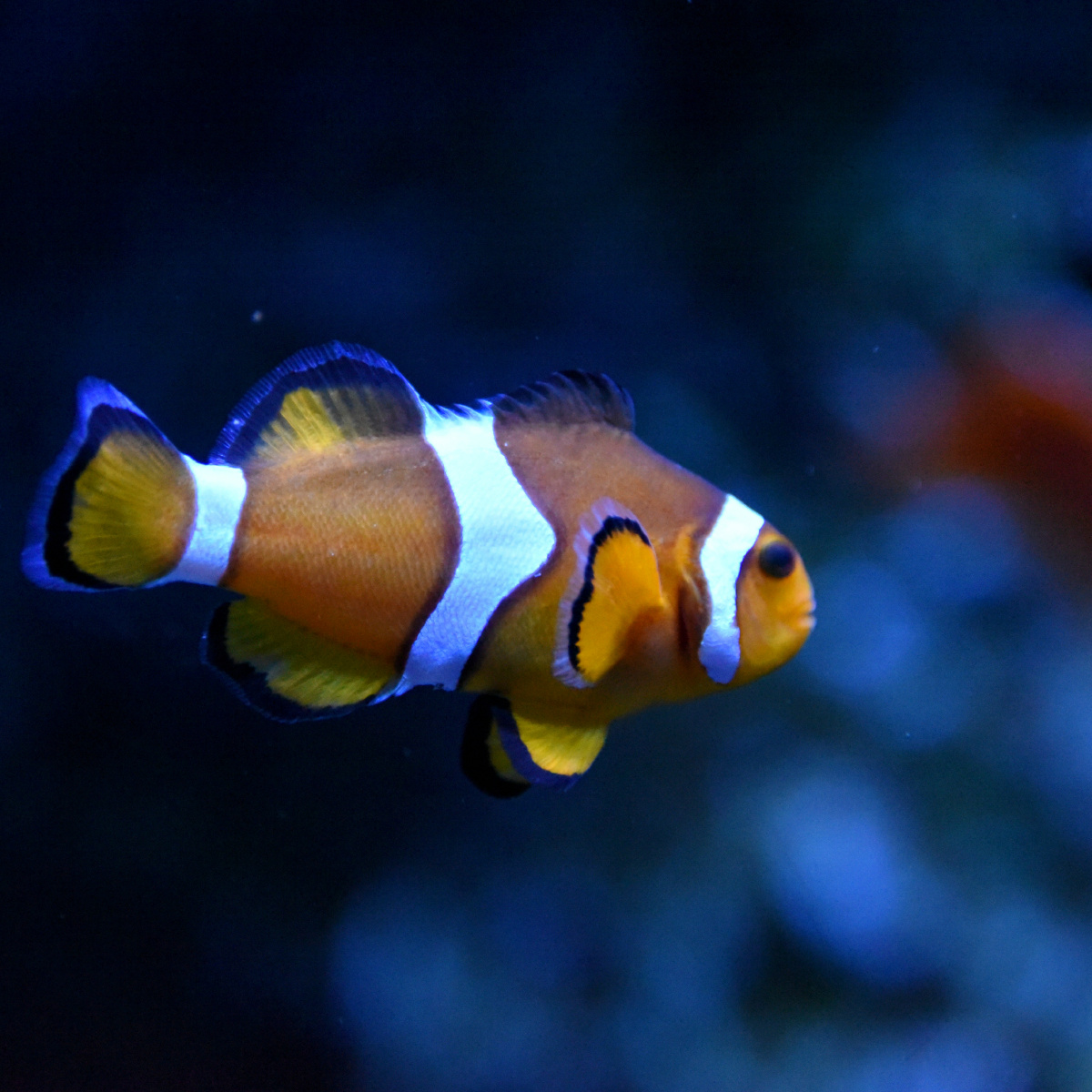 大连老虎滩海洋公园小丑鱼