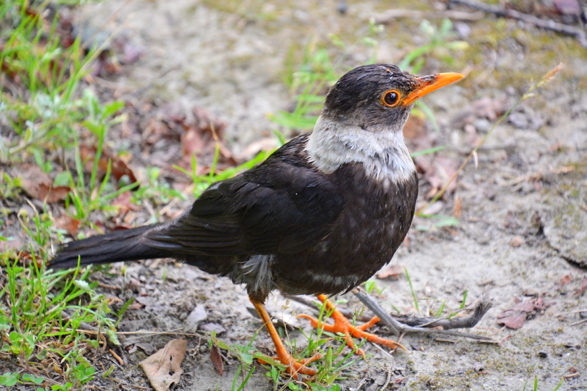 中国西藏自治区林芝市白颈鸫