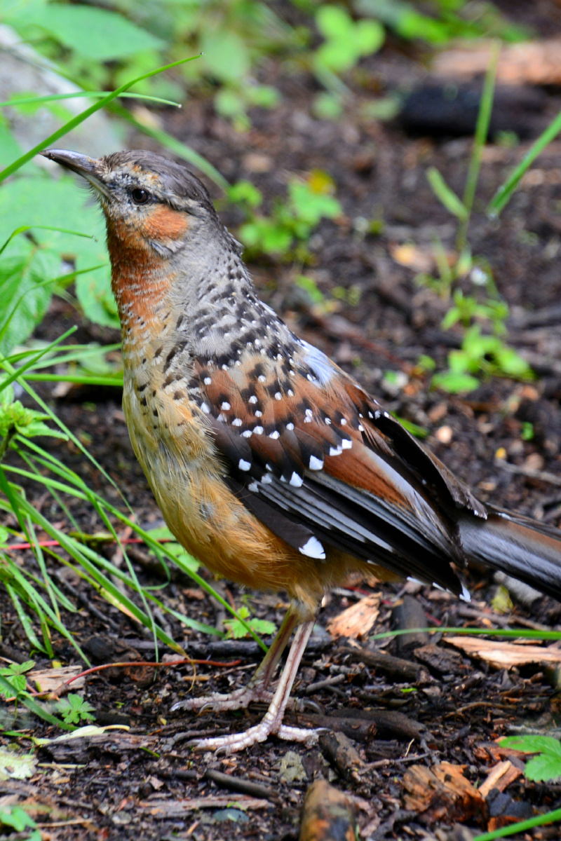 四川省甘孜州亚丁风景区大噪鹛